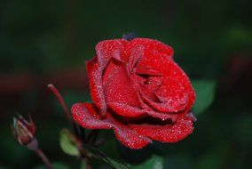 rose flower drops plant nature red