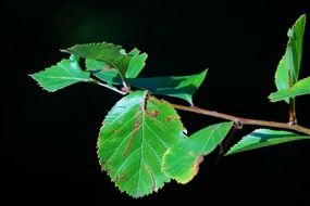 leaves black background branch tree