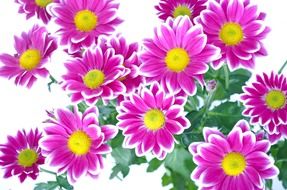 purple flowers on a white background
