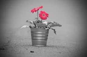 Black and white photo of the pink potted flowers on the ground