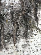 tree bark moss texture background