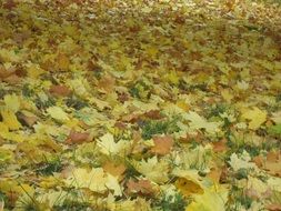 yellow maple leaves on ground as background