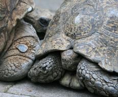 tortoise reptile large old scaly