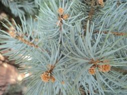 blue spruce herringbone branch