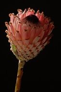 flower african studio