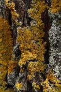 bark on old trees