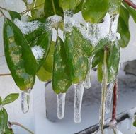 icicles freezing rain leaves vine