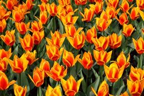 red and yellow tulips flowers