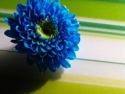 blue flower strips green wallpaper