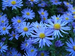 flowers blue floral nature spring