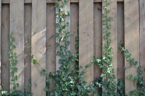 ivy wall texture nature vine