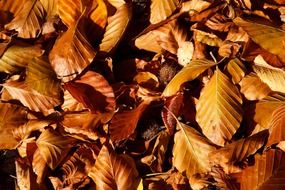 brown carpet of autumn leaves