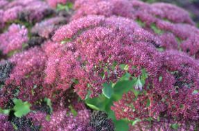 purple flowers nature seasons
