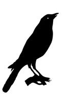 crow bird animal black silhouette
