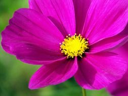 pink cosmos flowers violet purple