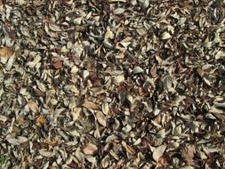natural covering of leaves