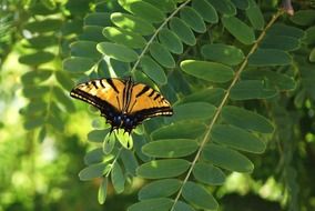 butterfly monarch butterflies