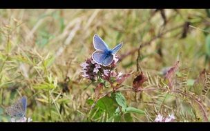 blue butterfly on the wild meadow