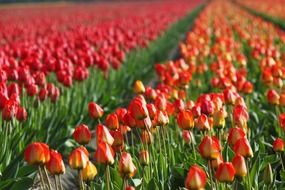 fields of red tulips, netherlands