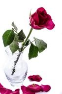 flower flowers water drops rose