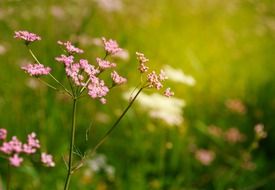 flowers yarrow summer background