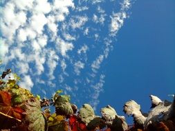 leaves autumn fall sky clouds