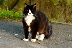 serious black and white cat on the road