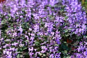 flowers purple garden background