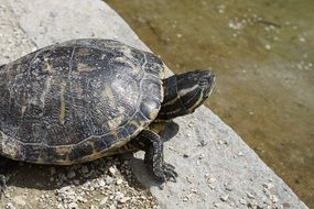 turtle on the water