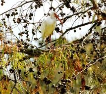 crane white birds waterfowl trees