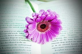 book page pages flowers flower