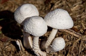 fungus white mushroom toadstool