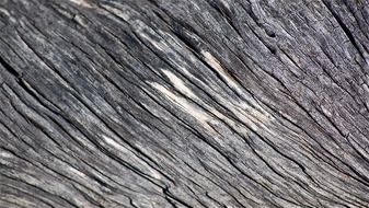 wallpaper with structure of an old tree