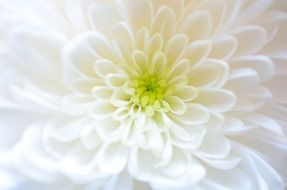 closeup of an amazing white flower