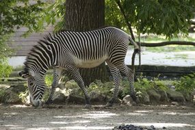 zebra in a zoo stall