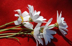 flowers white daisy red background