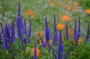 romantic purple flowers