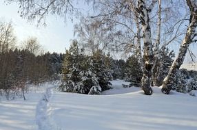 snow woods winter tale drifts