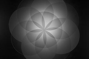 geometry pattern form floral design