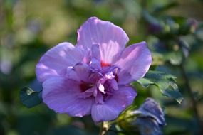 hibiscus flowers purple pink