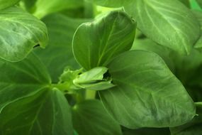 background bean food fresh green