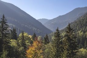 fall nature in sunny day