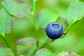 blueberry berry blue eat food