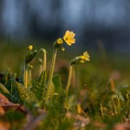 spring flowers leaves sun nature