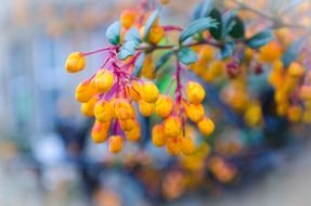 blurred background with yellow flowers