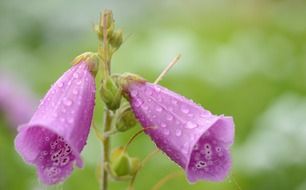 two wet buds of Lilac