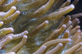 Sea anemone closeup