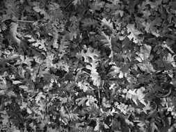 black and white leaves texture in the nature