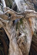 wood structure texture background