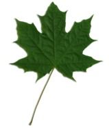 acer pseudoplatanus sycamore